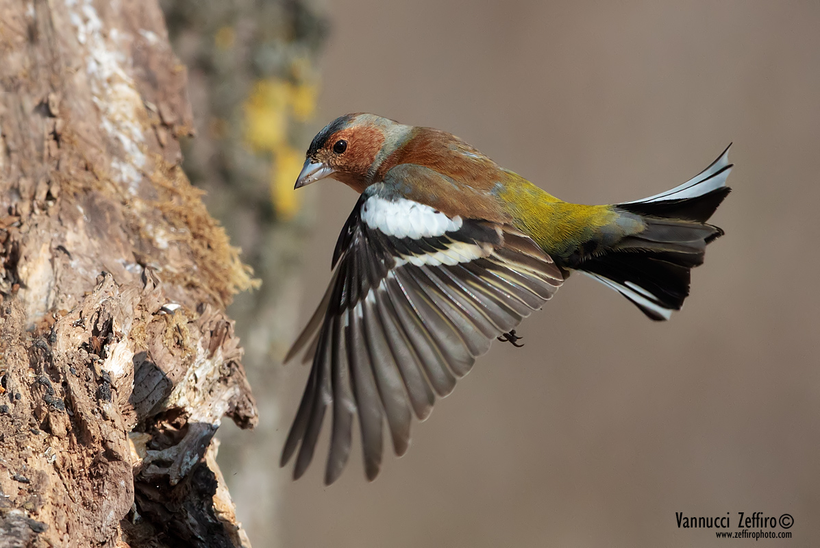 fringuello in spiritosanto   zeffirophoto