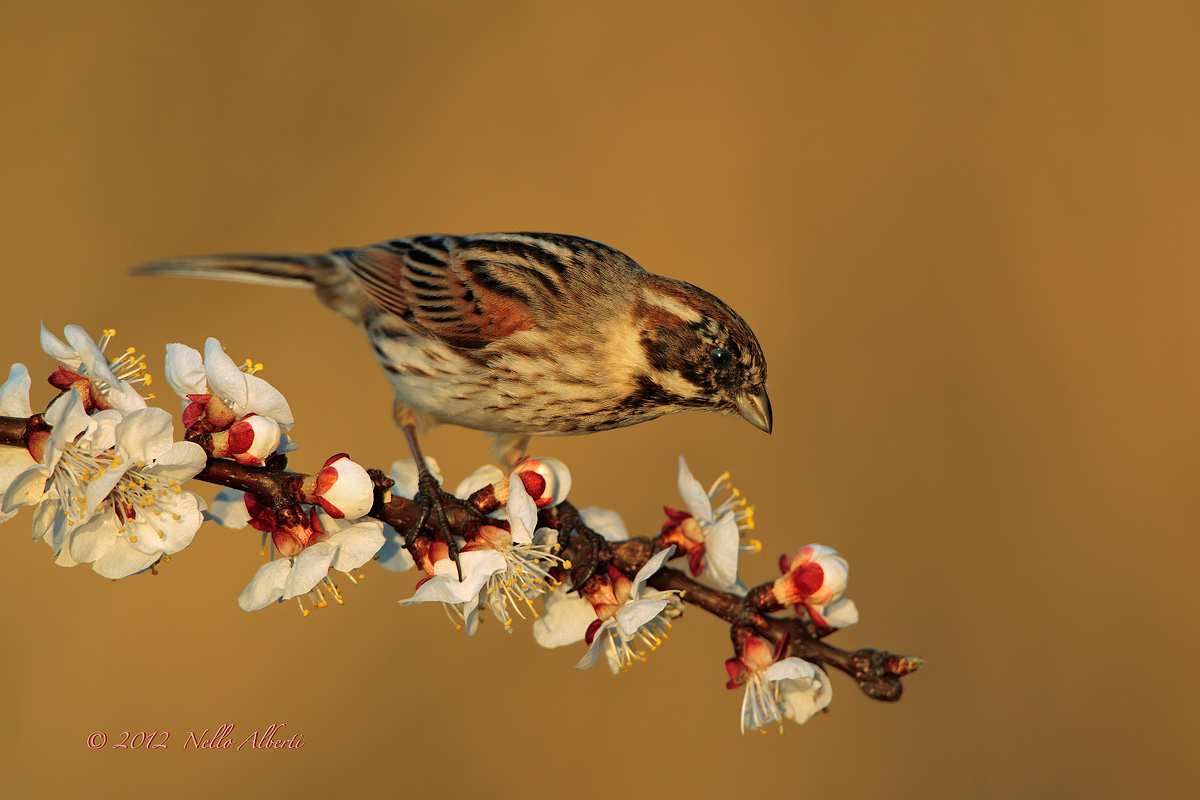 migliarino di palude al tramonto