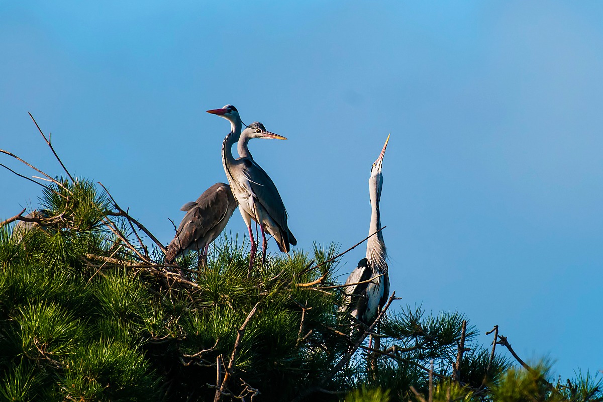 Start the season of love