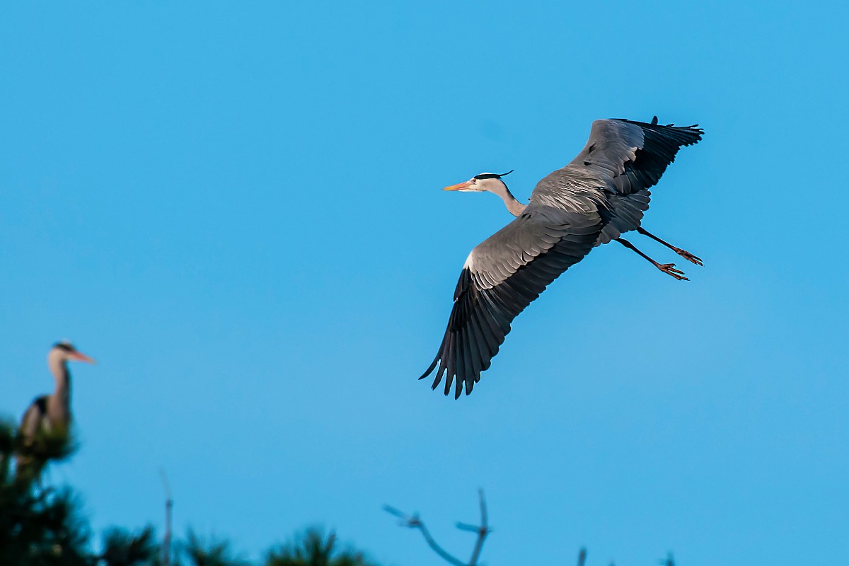 Grey Heron