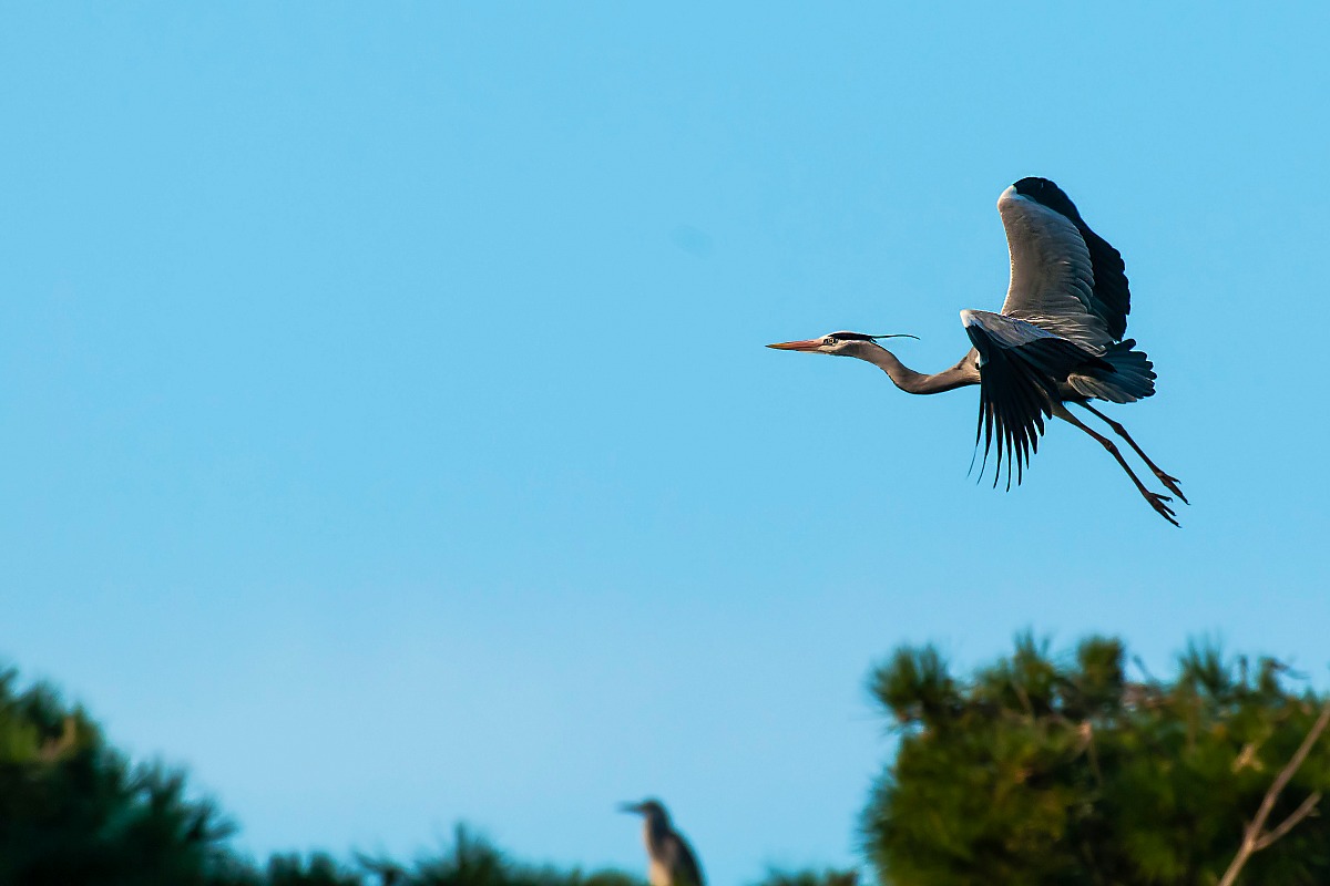 Grey Heron in flight