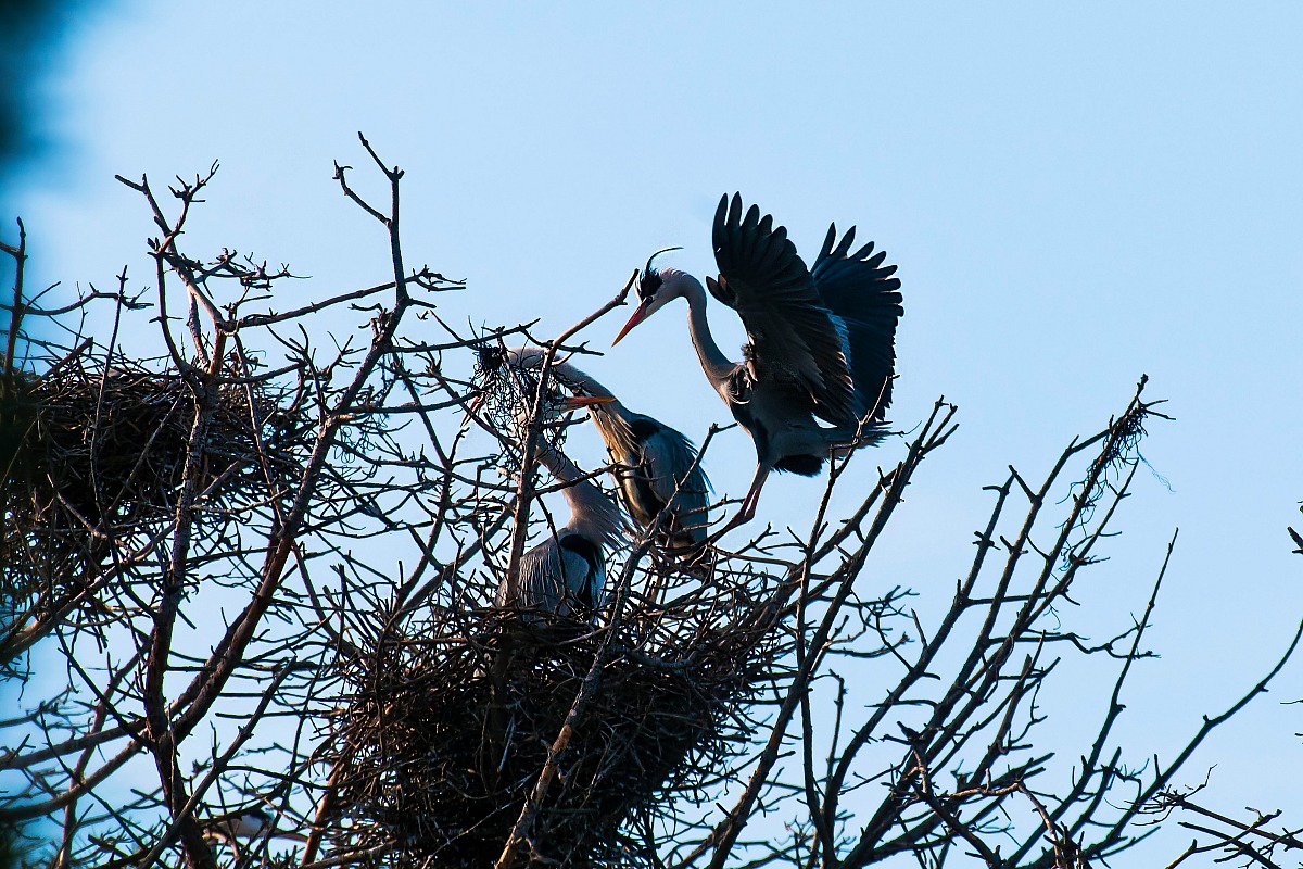 ... The triangle nooo !!!