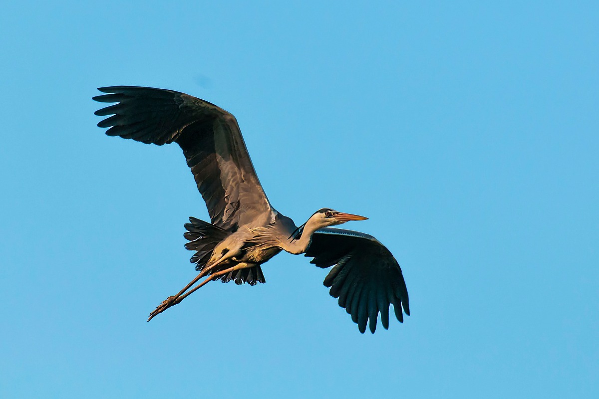 Grey Heron