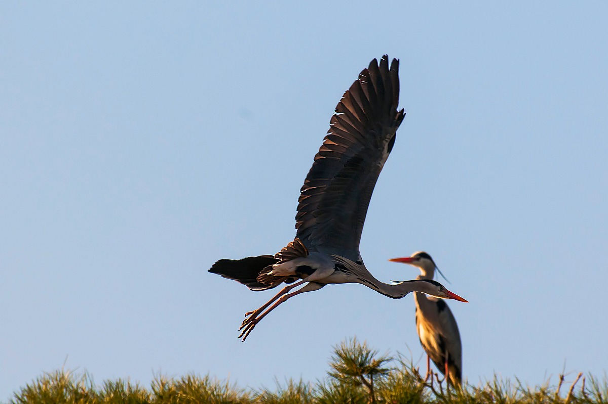 Grey Heron in flight grazing