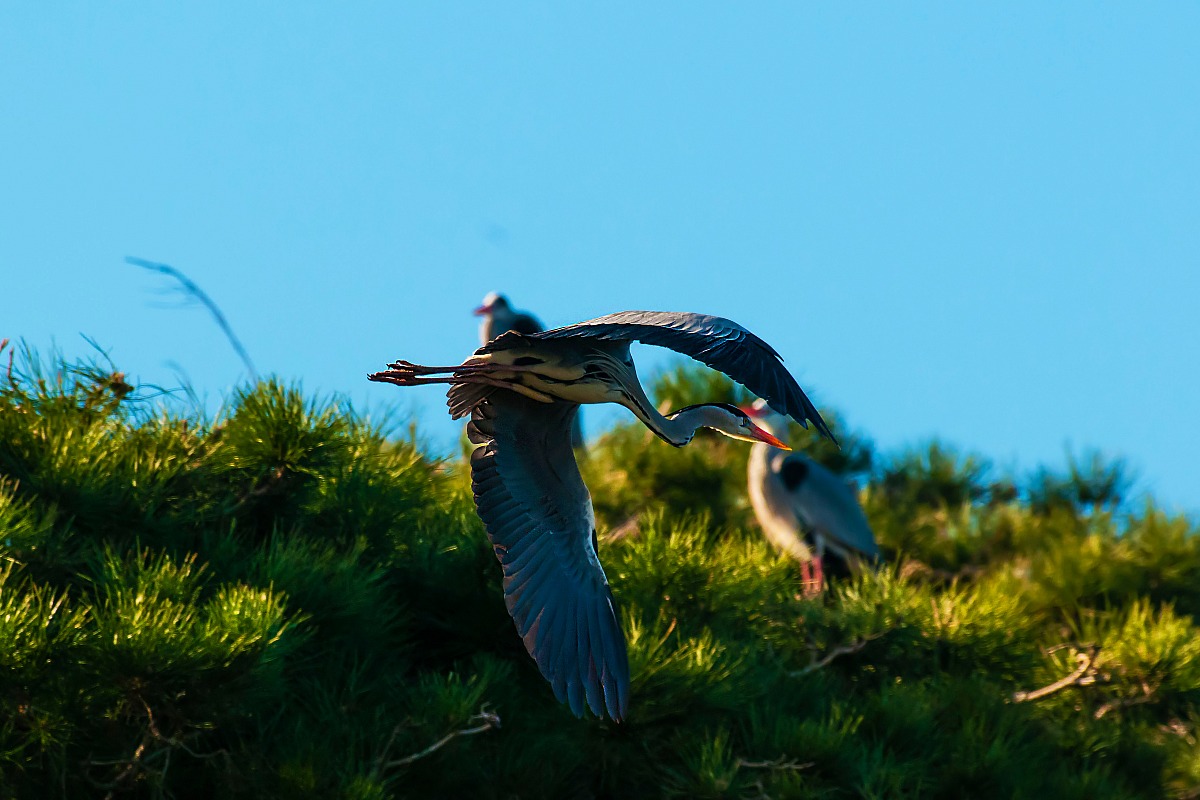 Grey Heron in flight grazing
