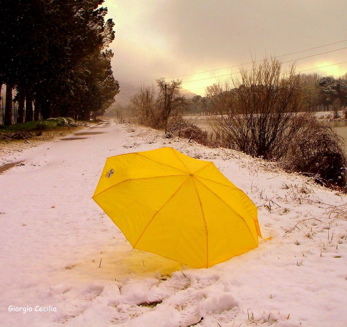 Yellow umbrella