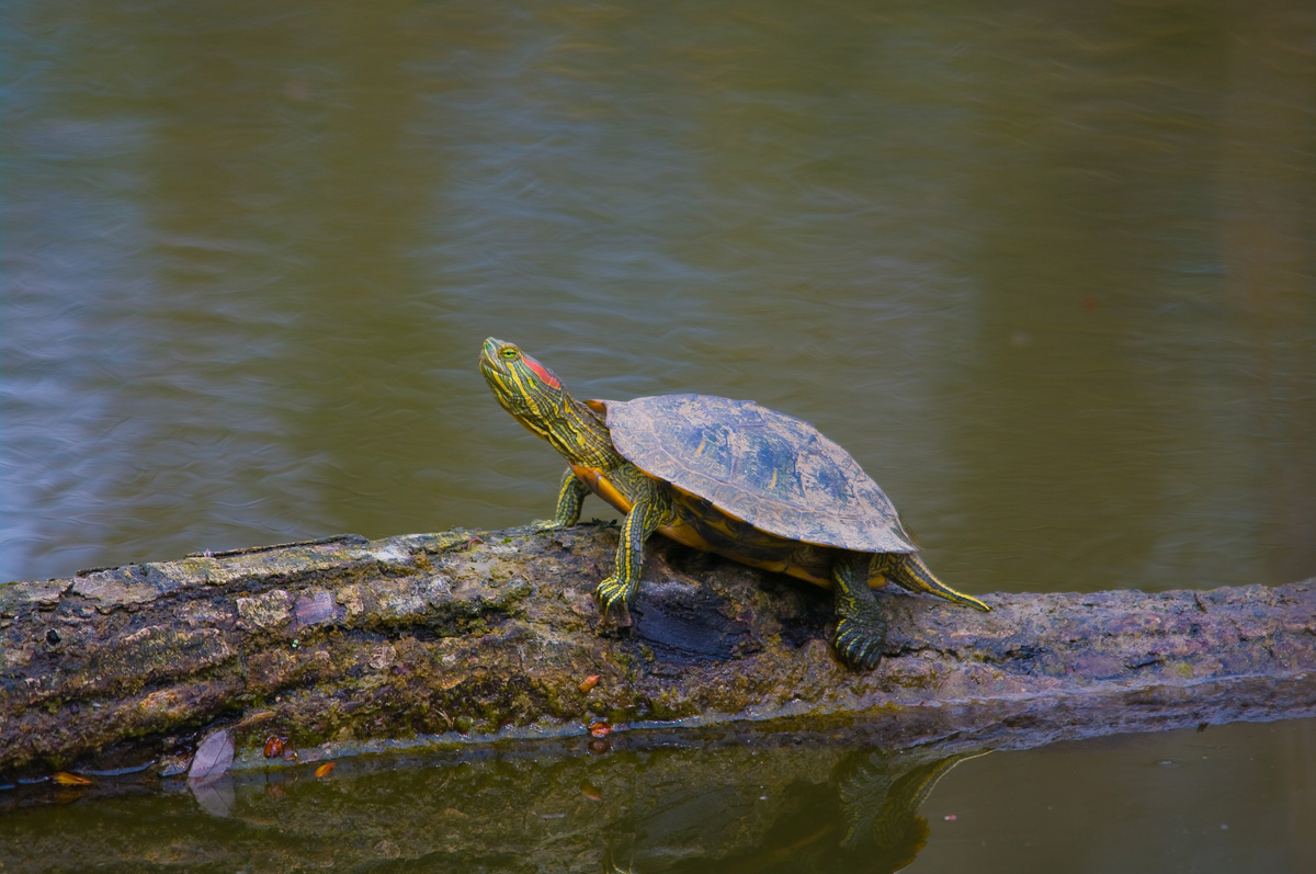 tartaruga al sole a scaldarsi
