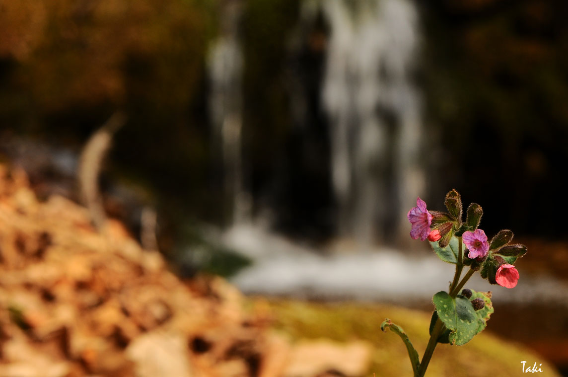 Pulmonaria officinalis