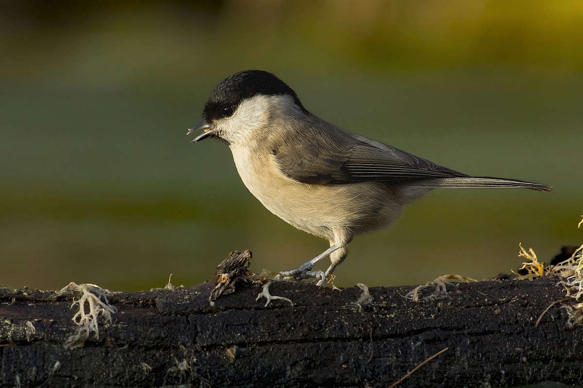 willow tit