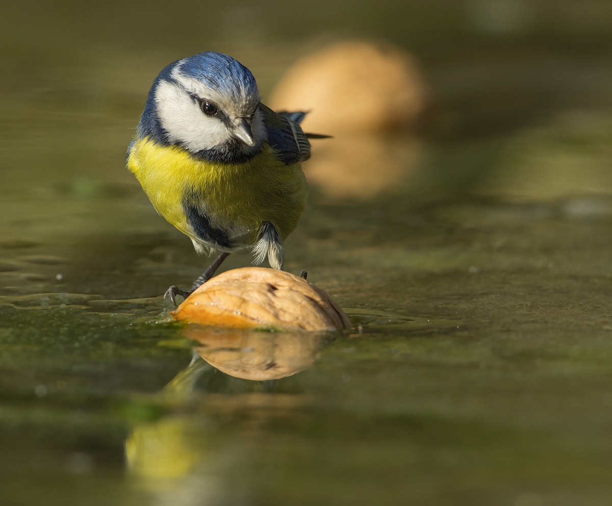 The blue tit and walnut (surprise)