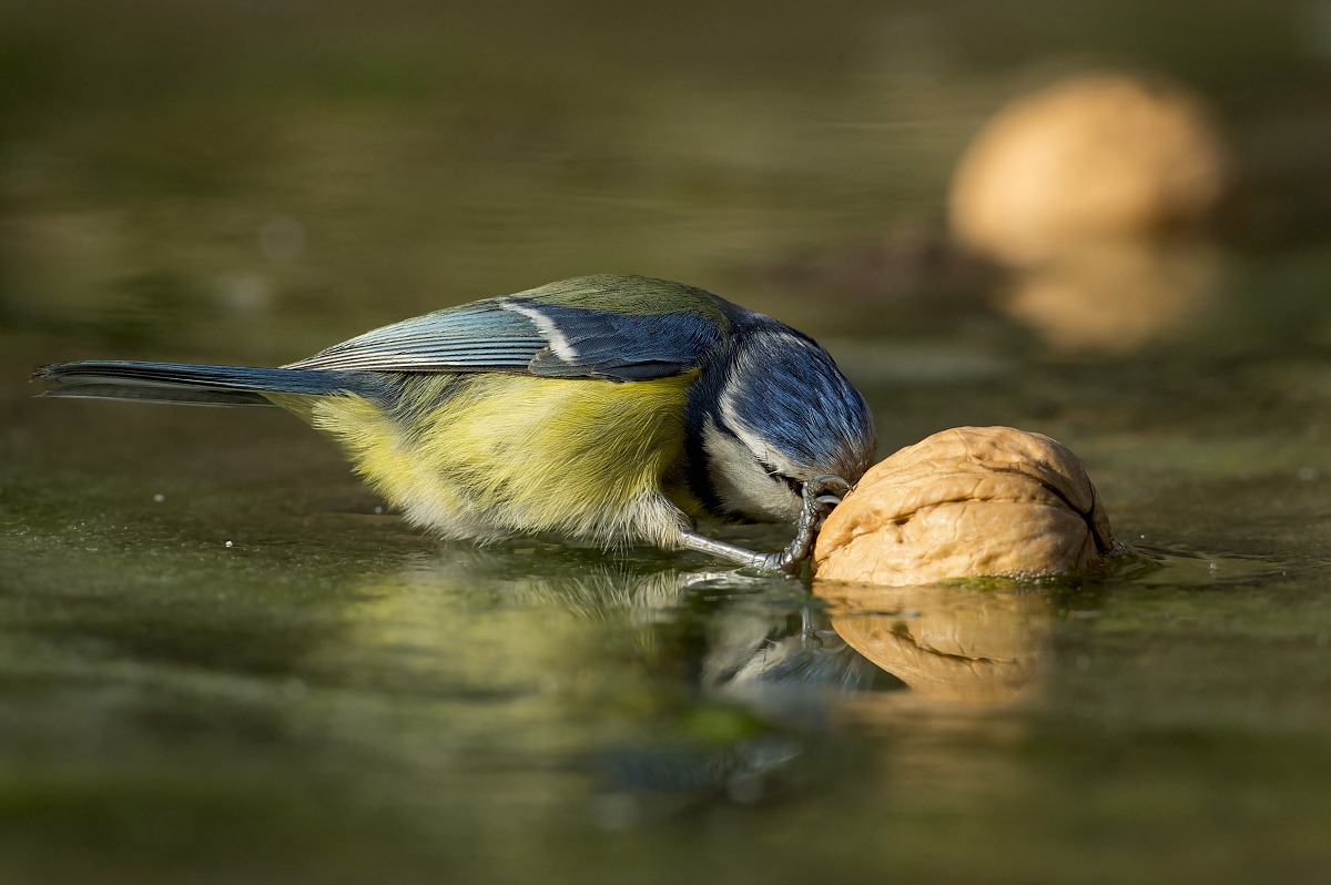 struggling with walnut imprisoned in ice