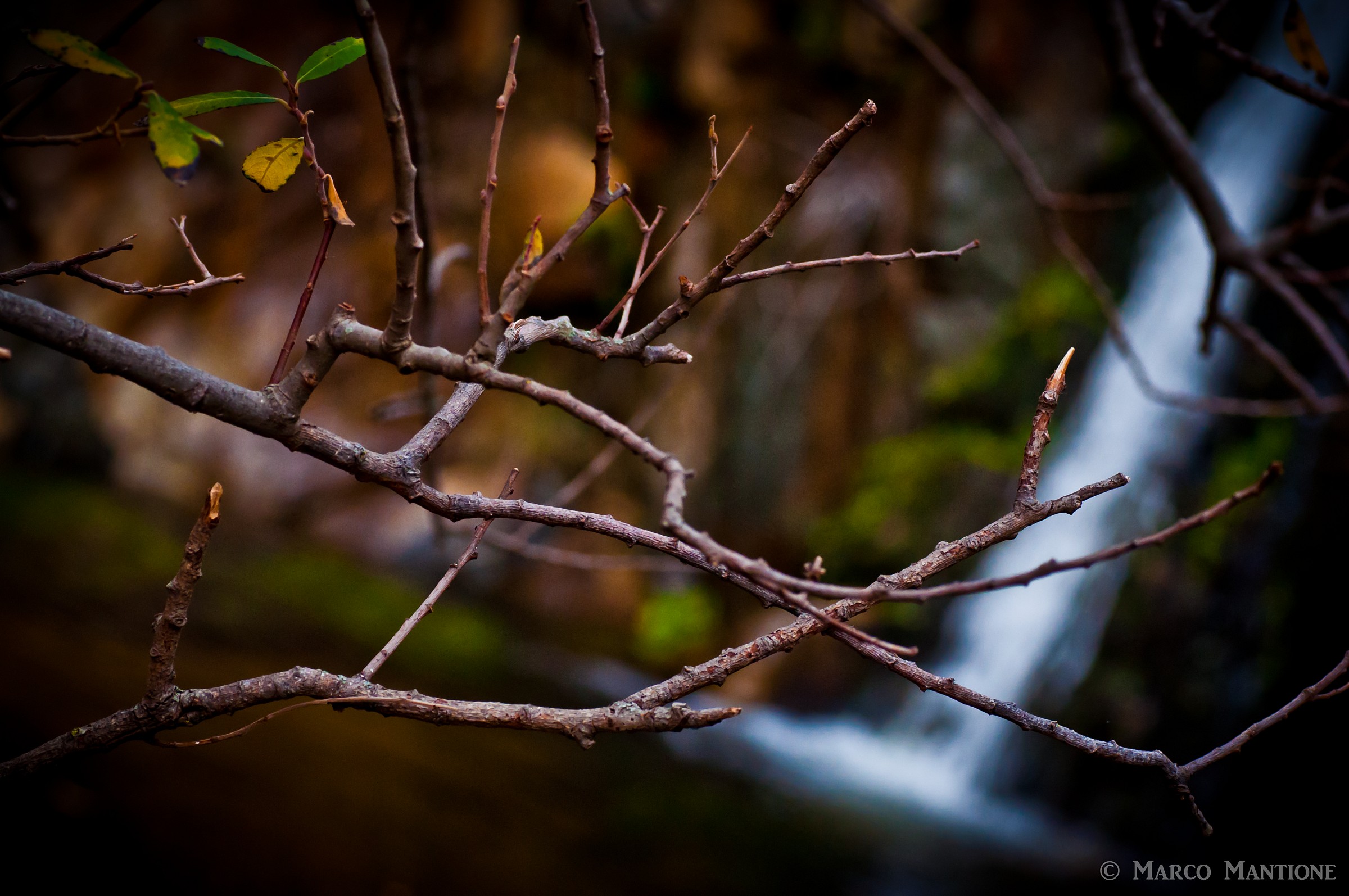 Branches and waterfall