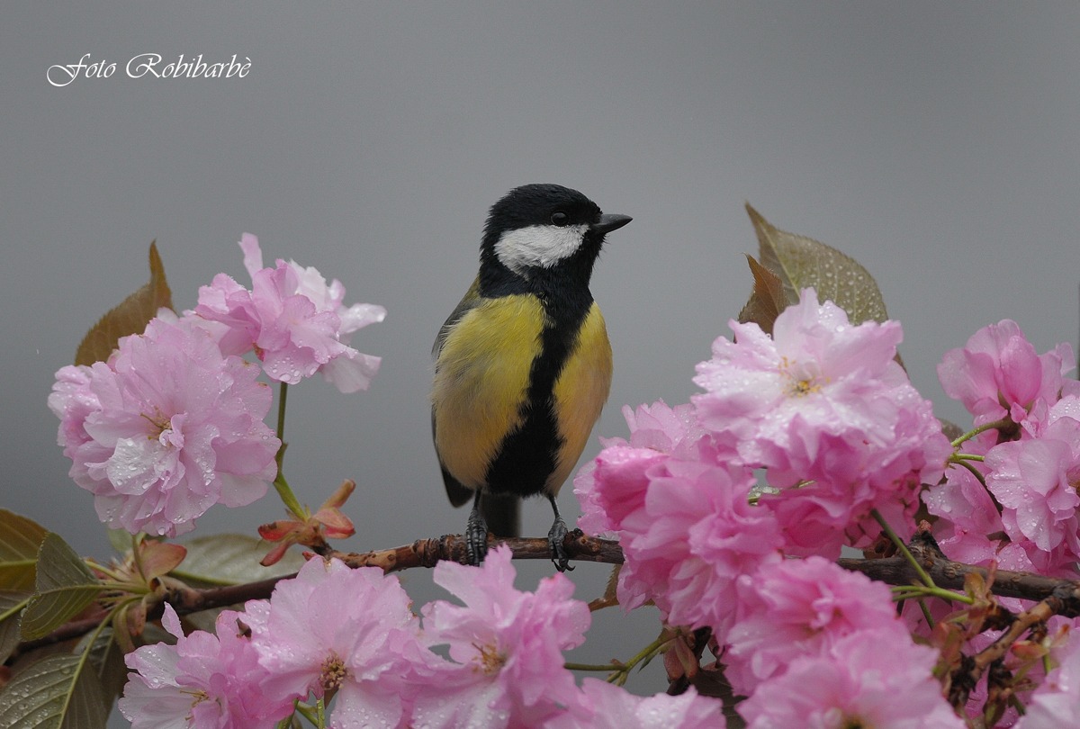 Cinciallegra...voglia di Primavera...