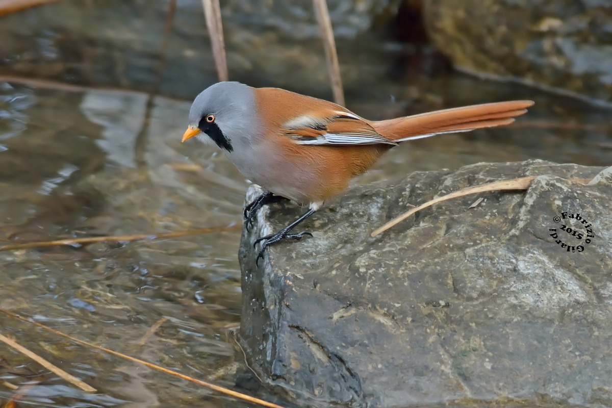 Waiting for the Luigino ...