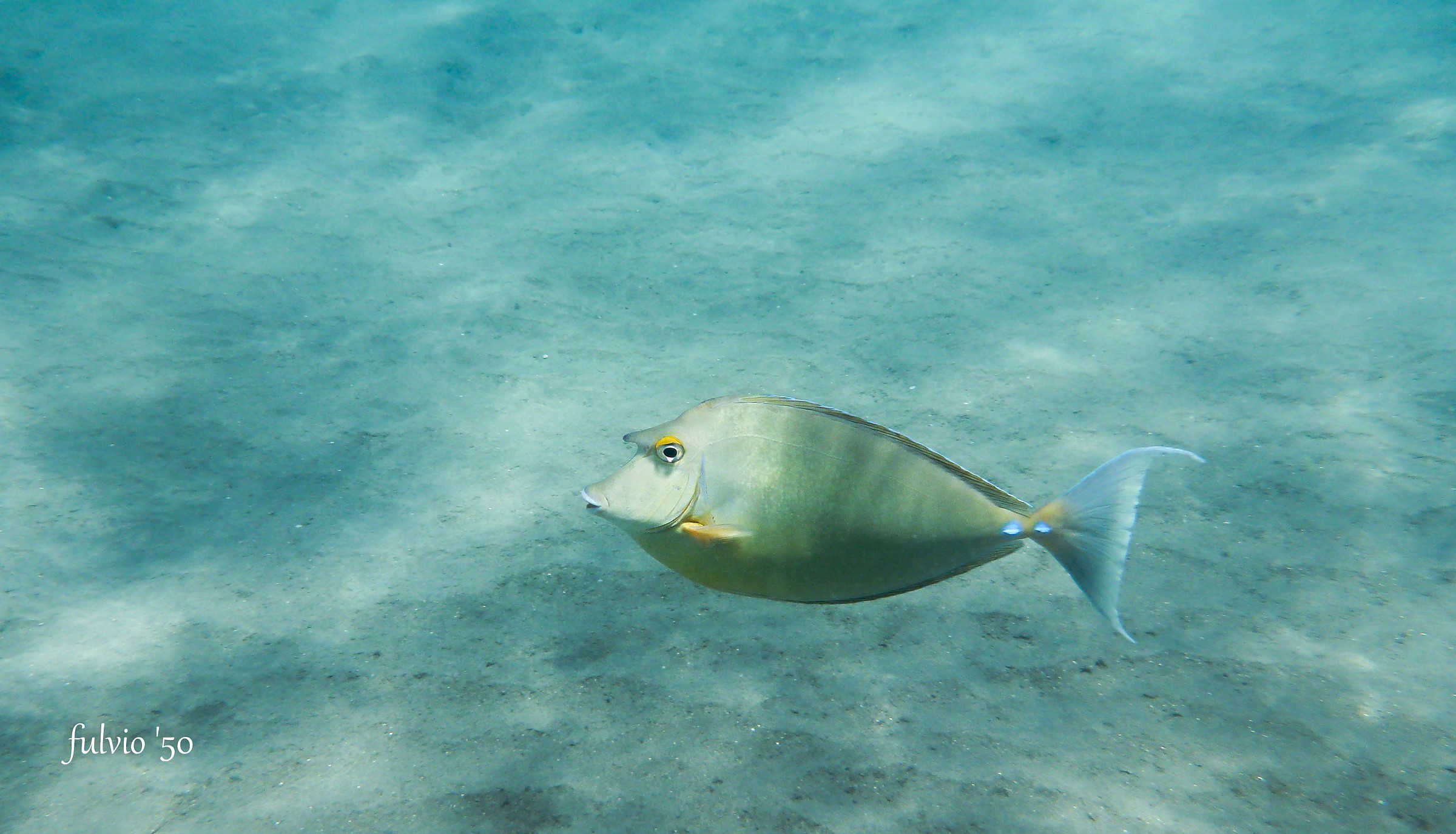 Surgeon or sea fishing ??