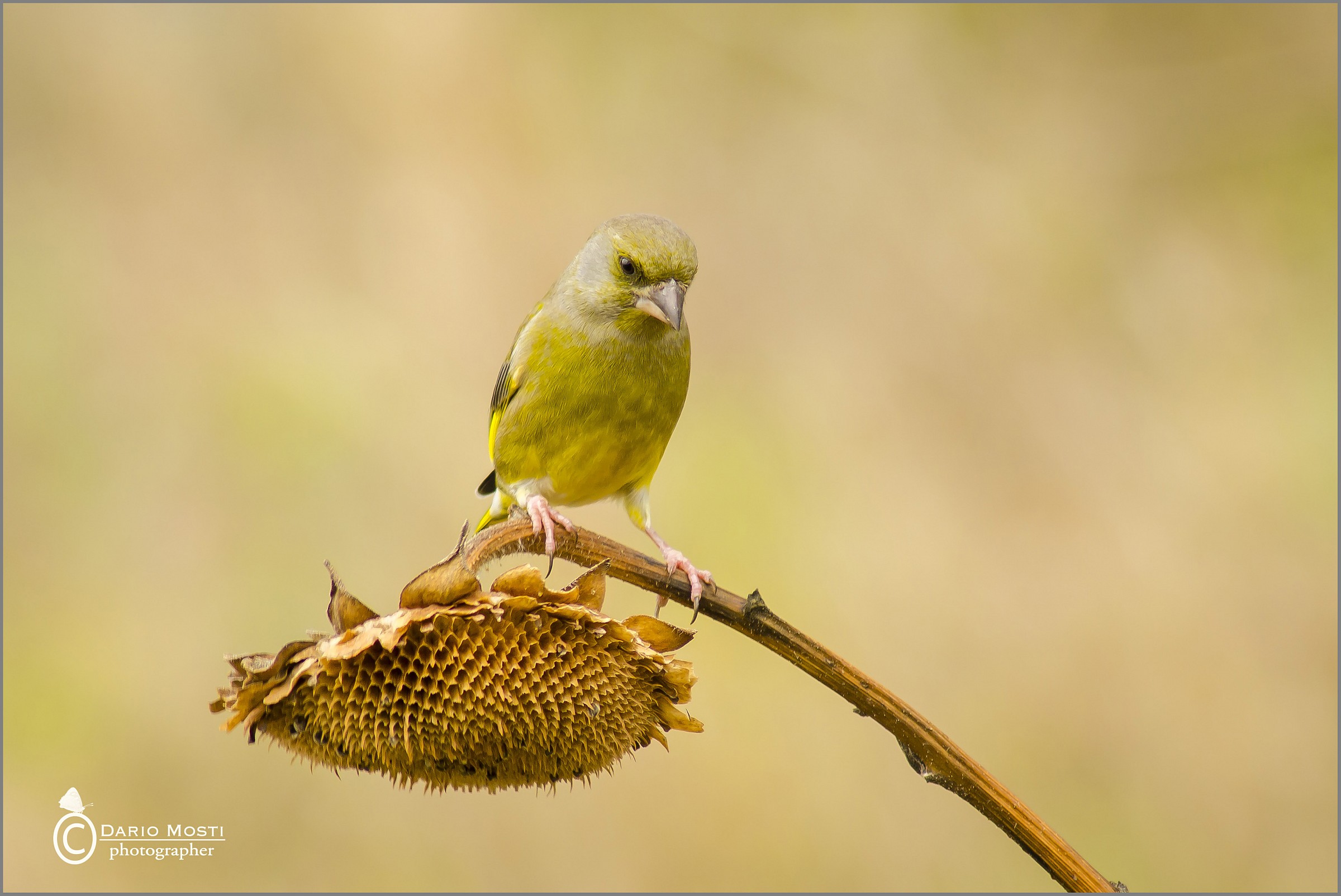 greenfinch