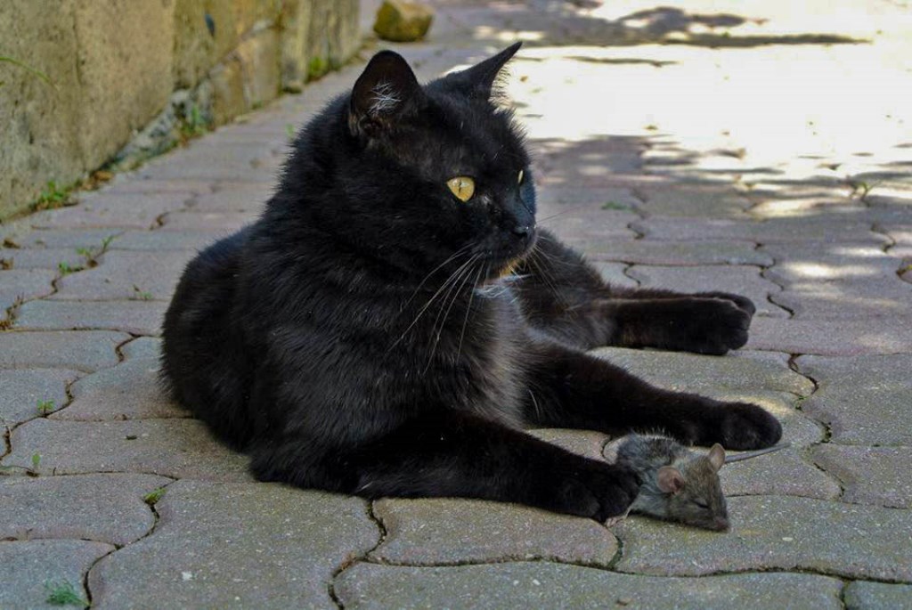 Coccoloso e la preda