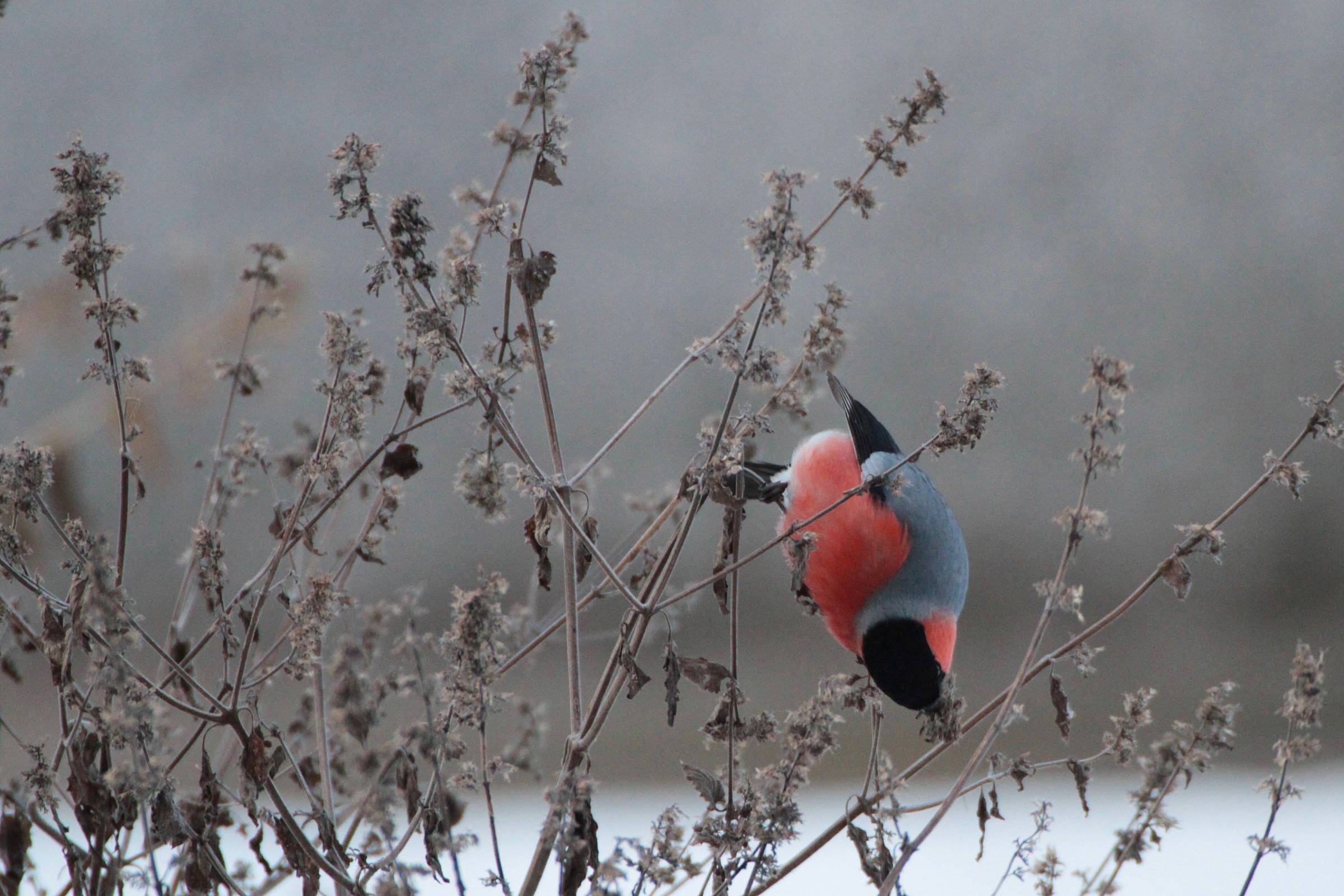 Il contorsionista ....