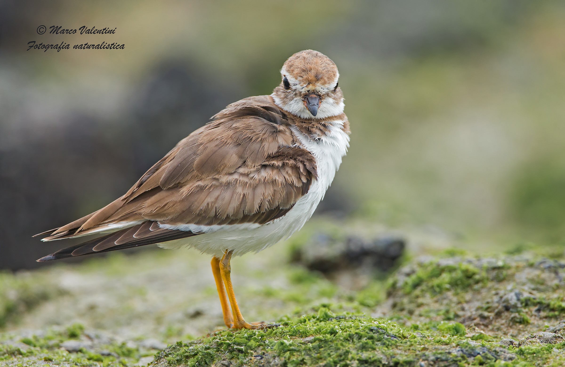 Photographer identified