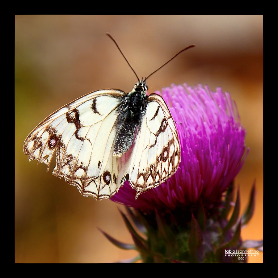 Melanargia Galathea