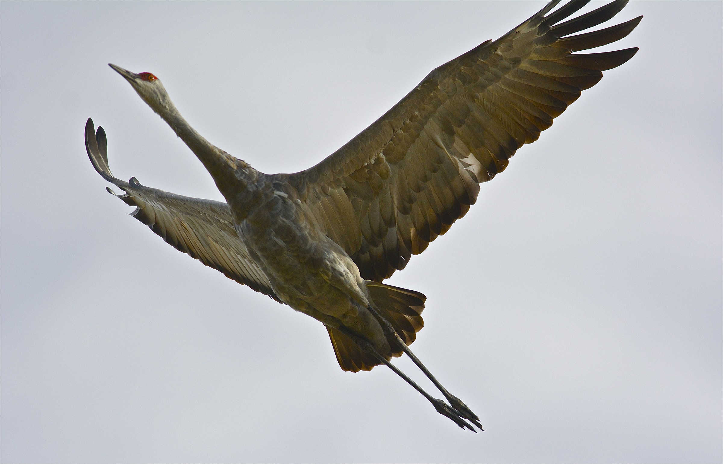 Sandhill Crane