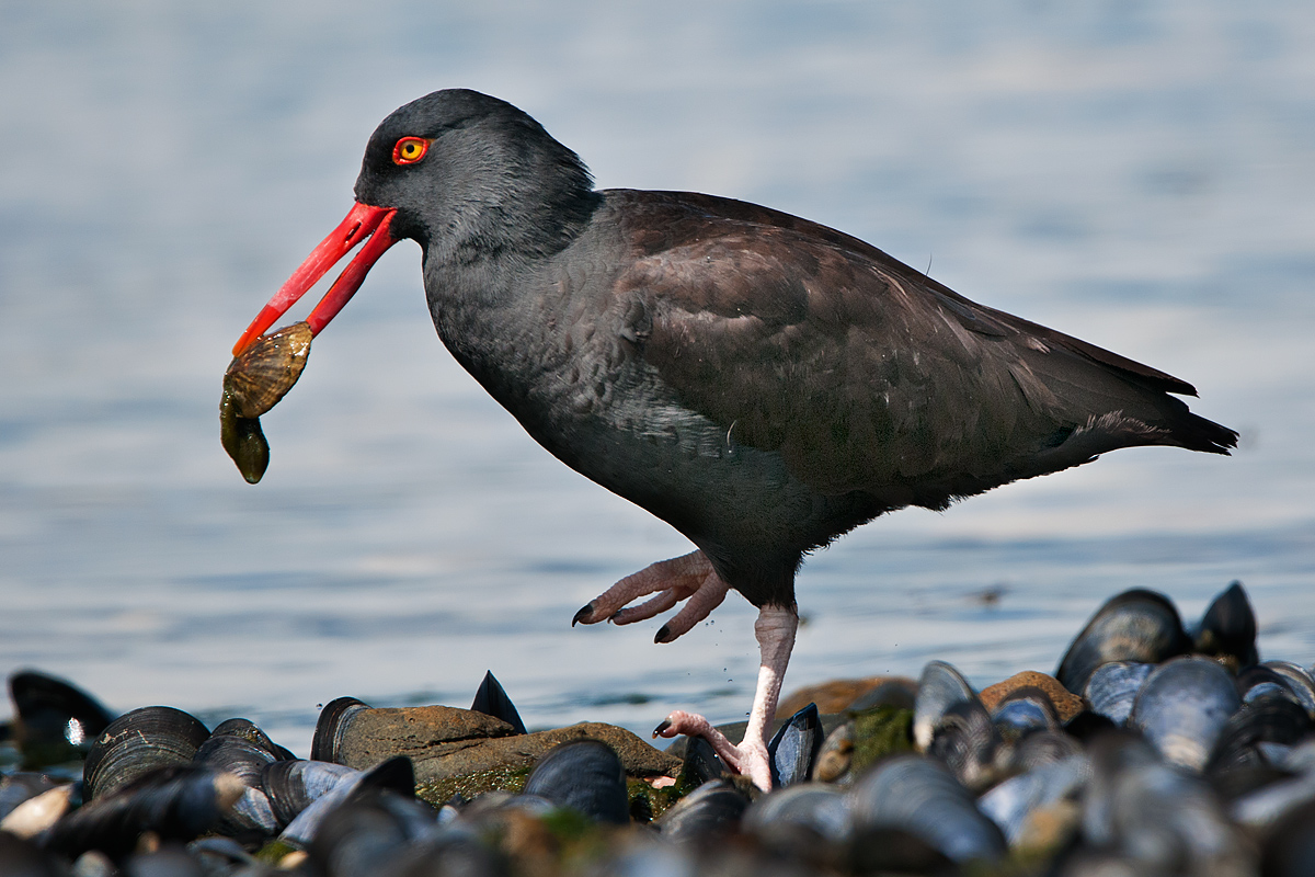 Oystercatcher South America