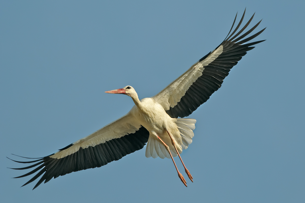 White Stork (Ciconia ciconia)