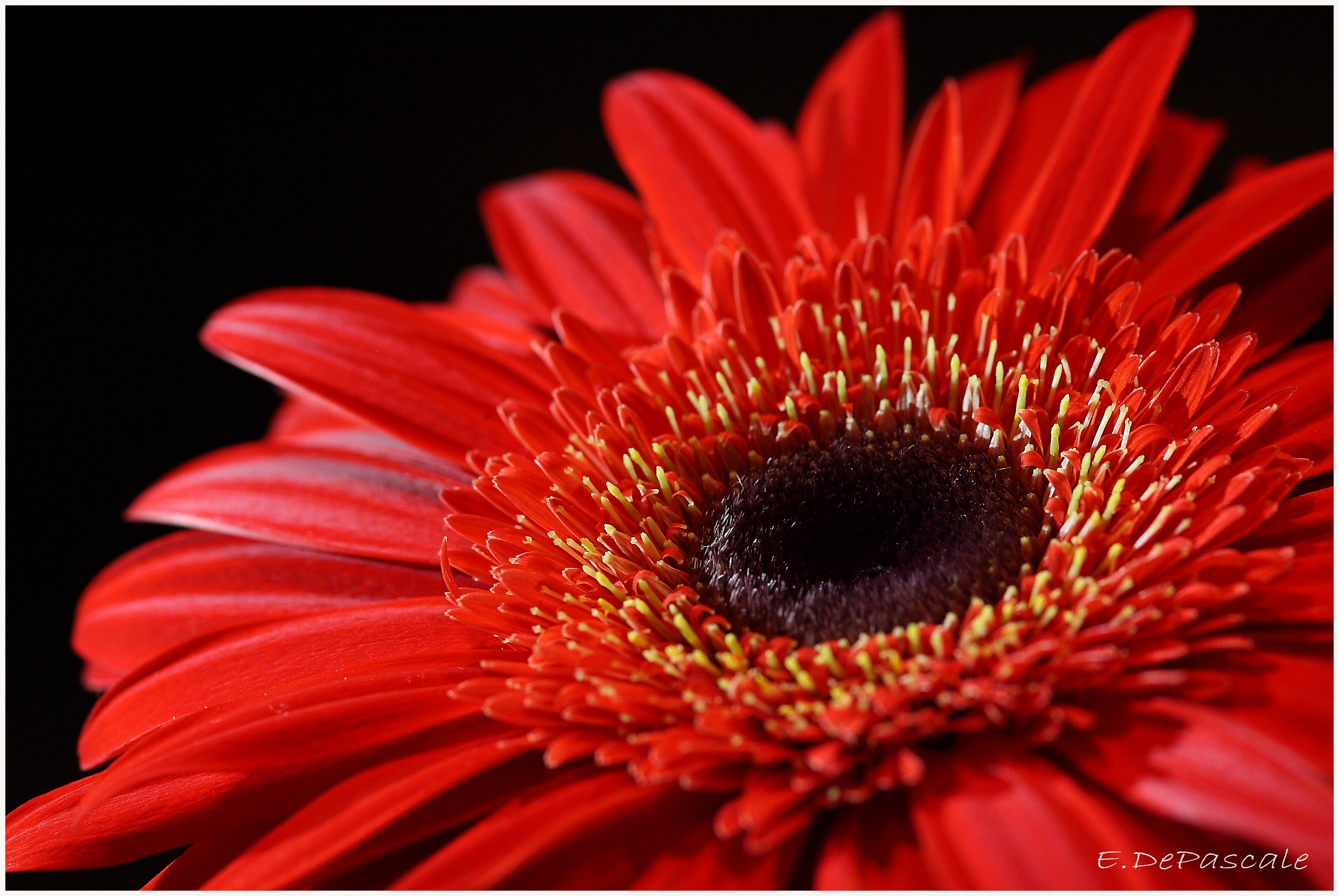 Gerbera