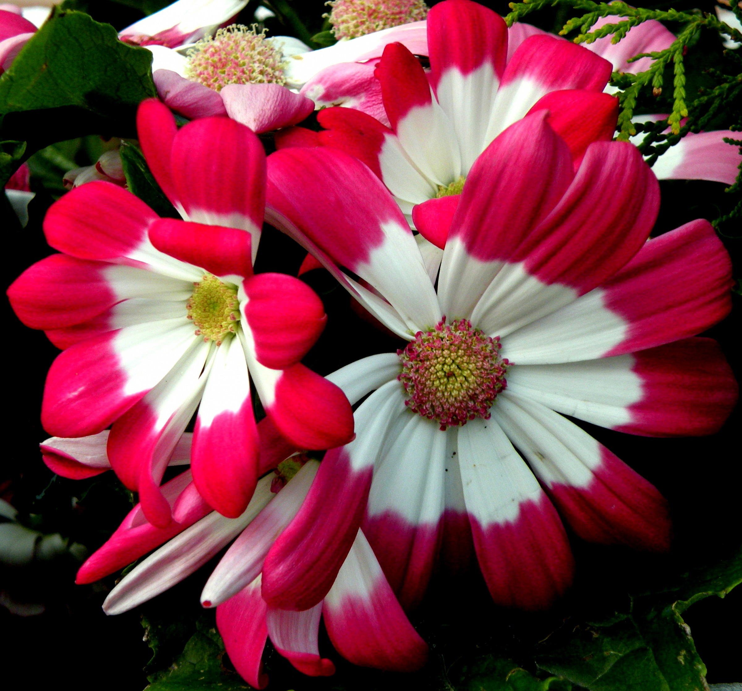 Aspettando la primavera...