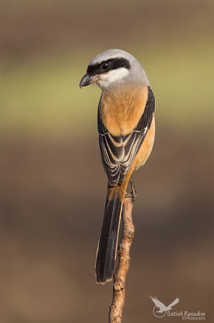 Long-tailed Shrike
