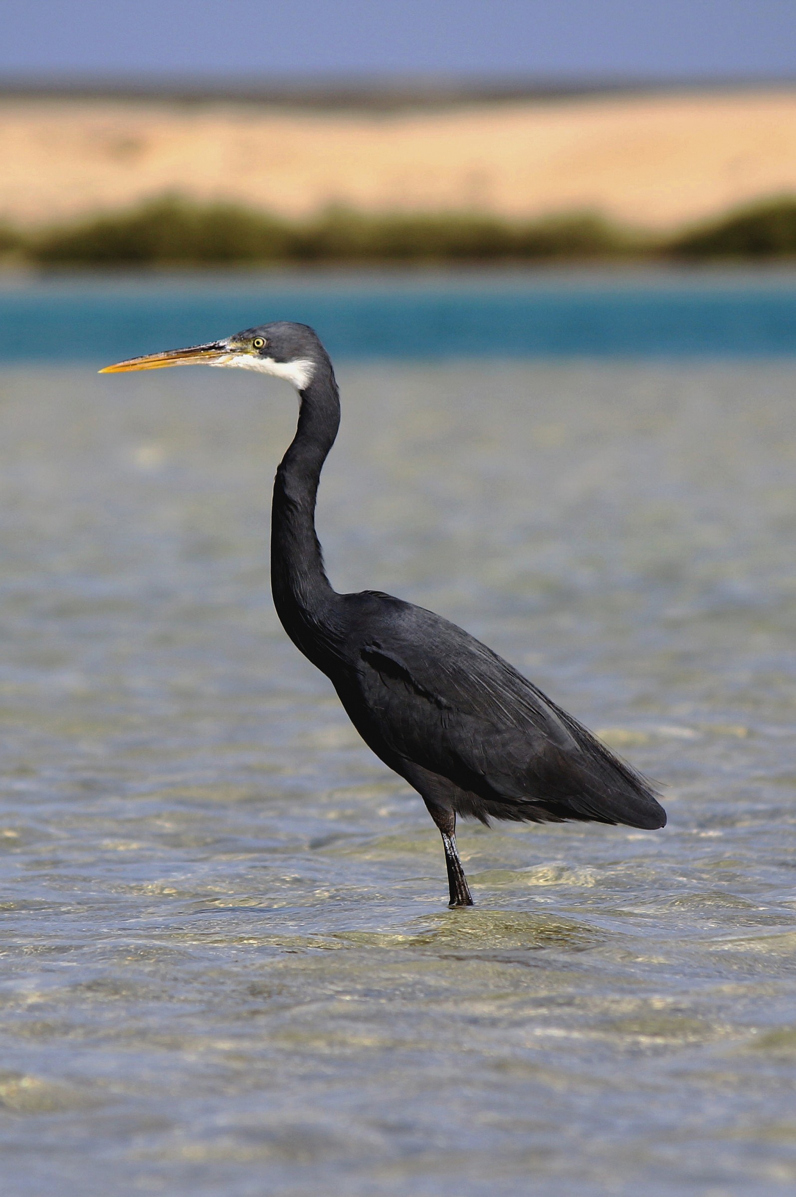 Mangrove Beach - Marsa Alam