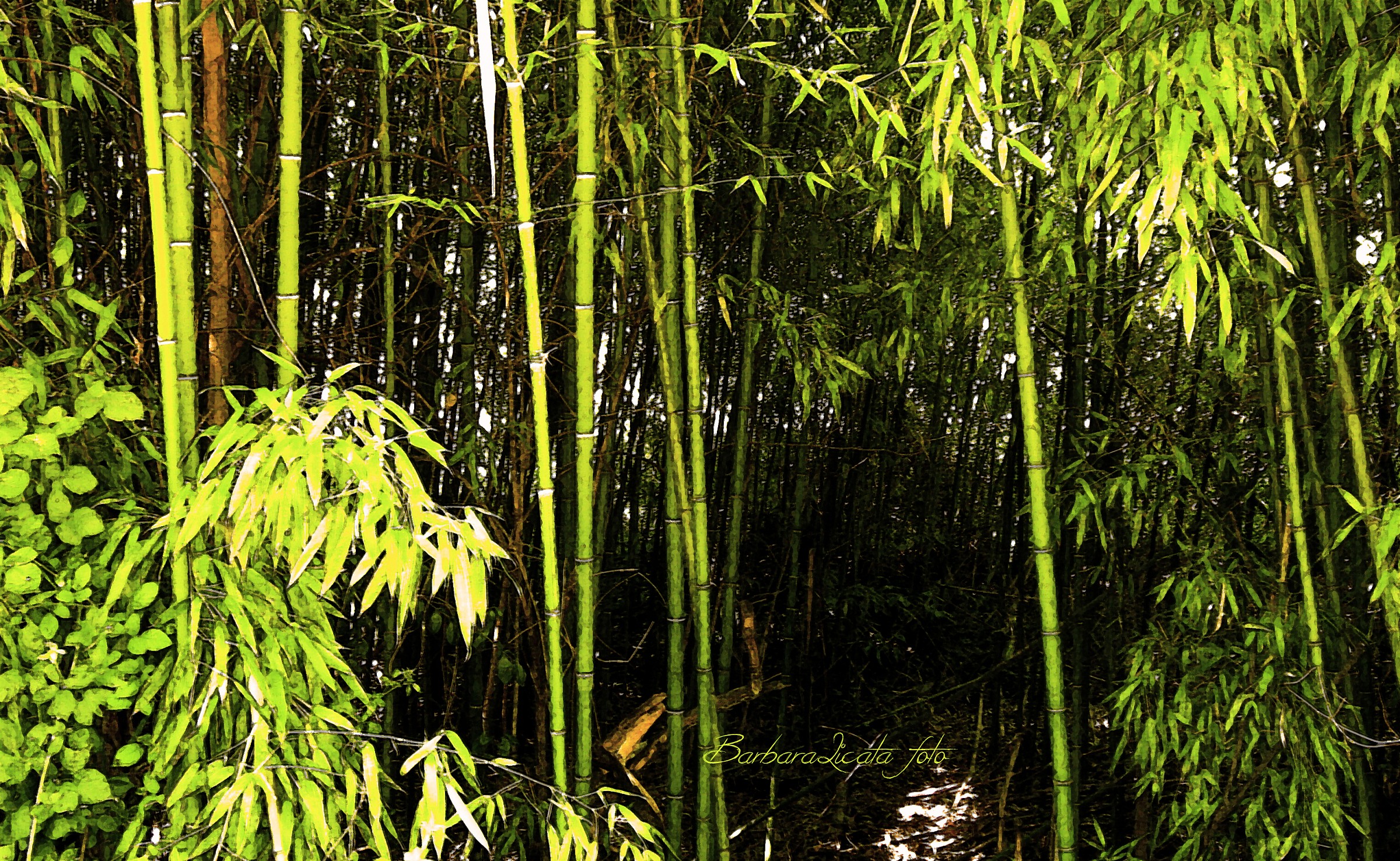 Bamboo