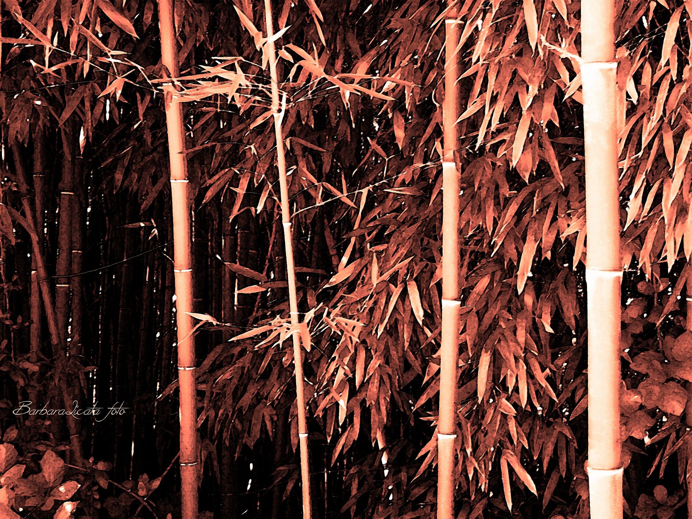 Bamboo variazione rossa