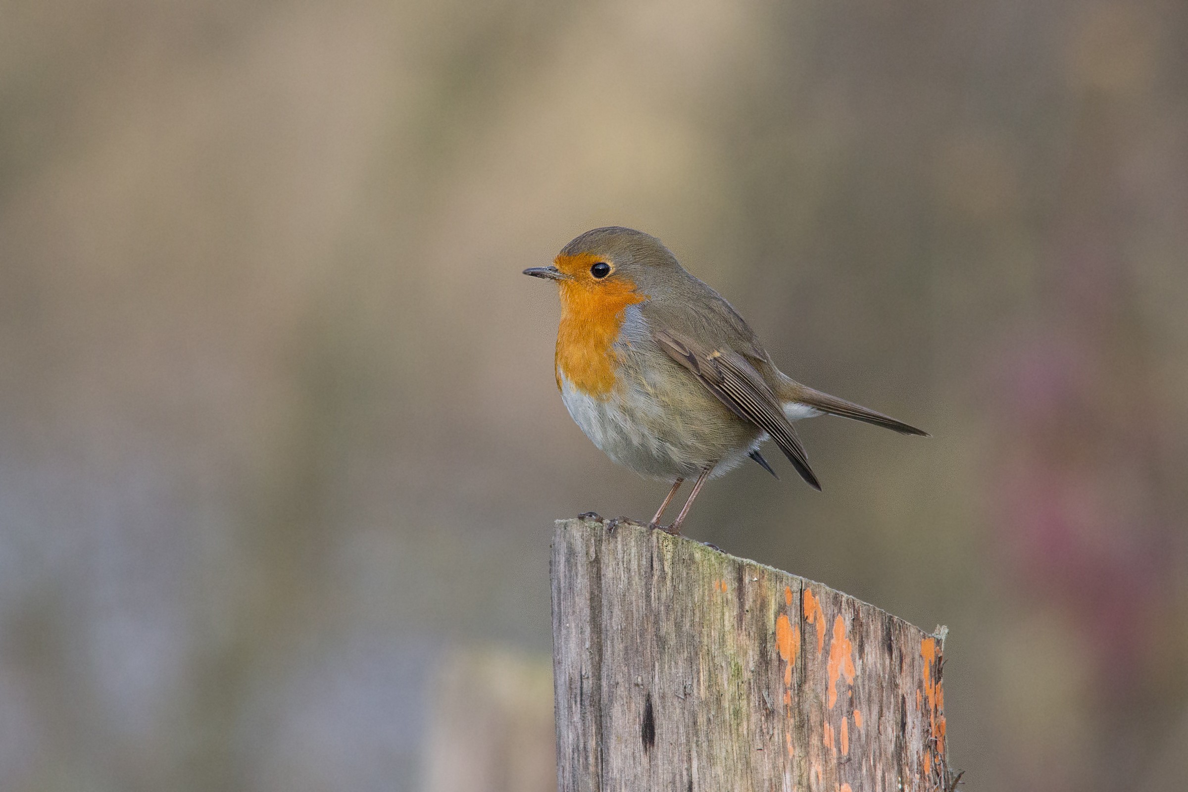 Robin Erithacus rubecula