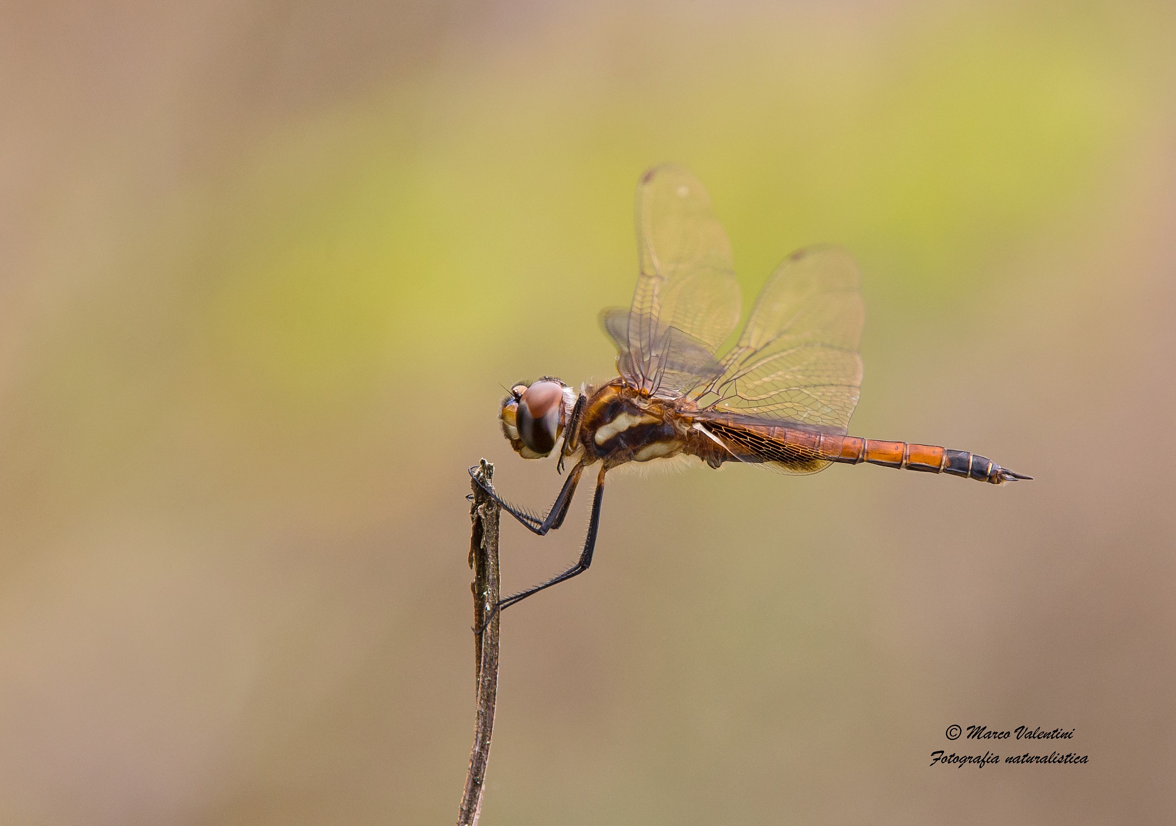 Colori e trasparenze