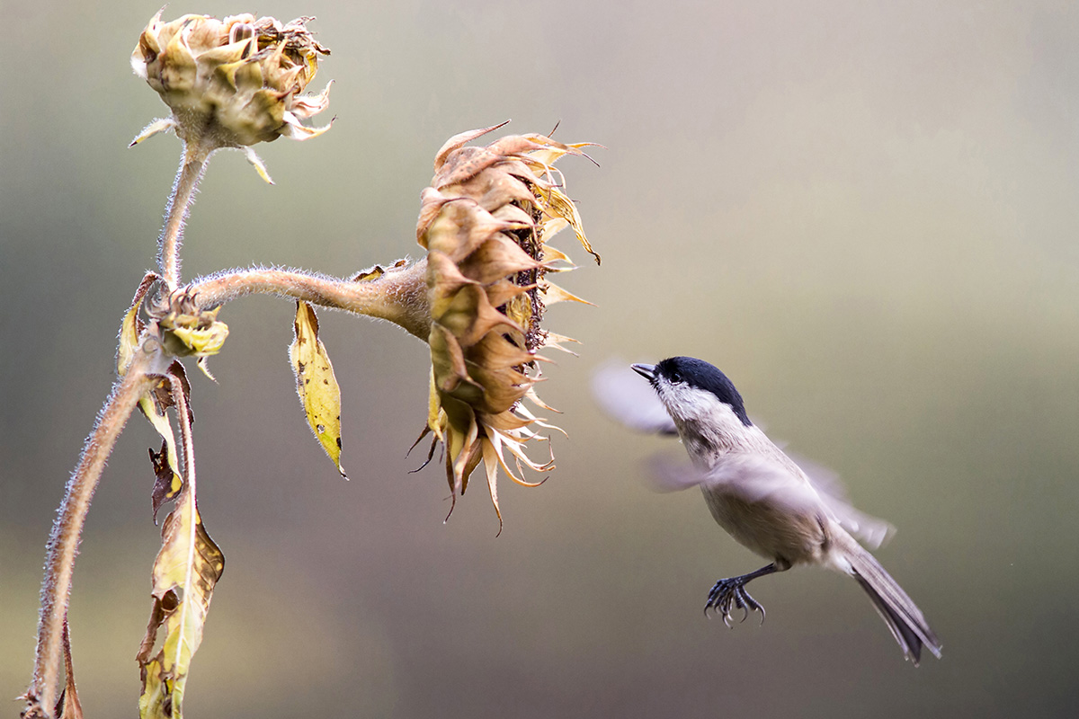La bigia e il girasole