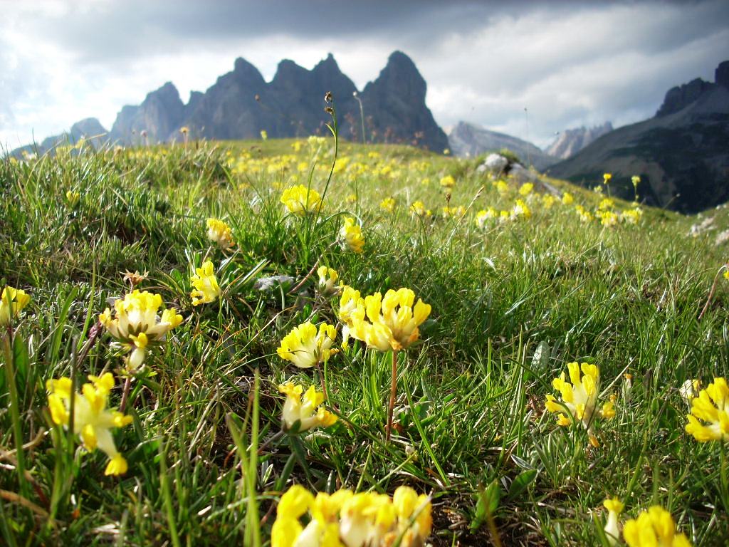 botton d'oro (3 cime)