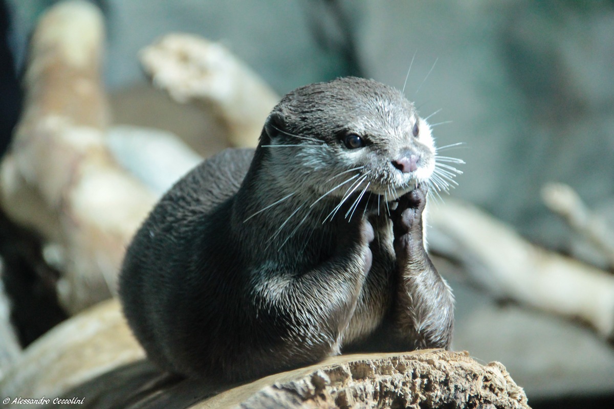 Otter