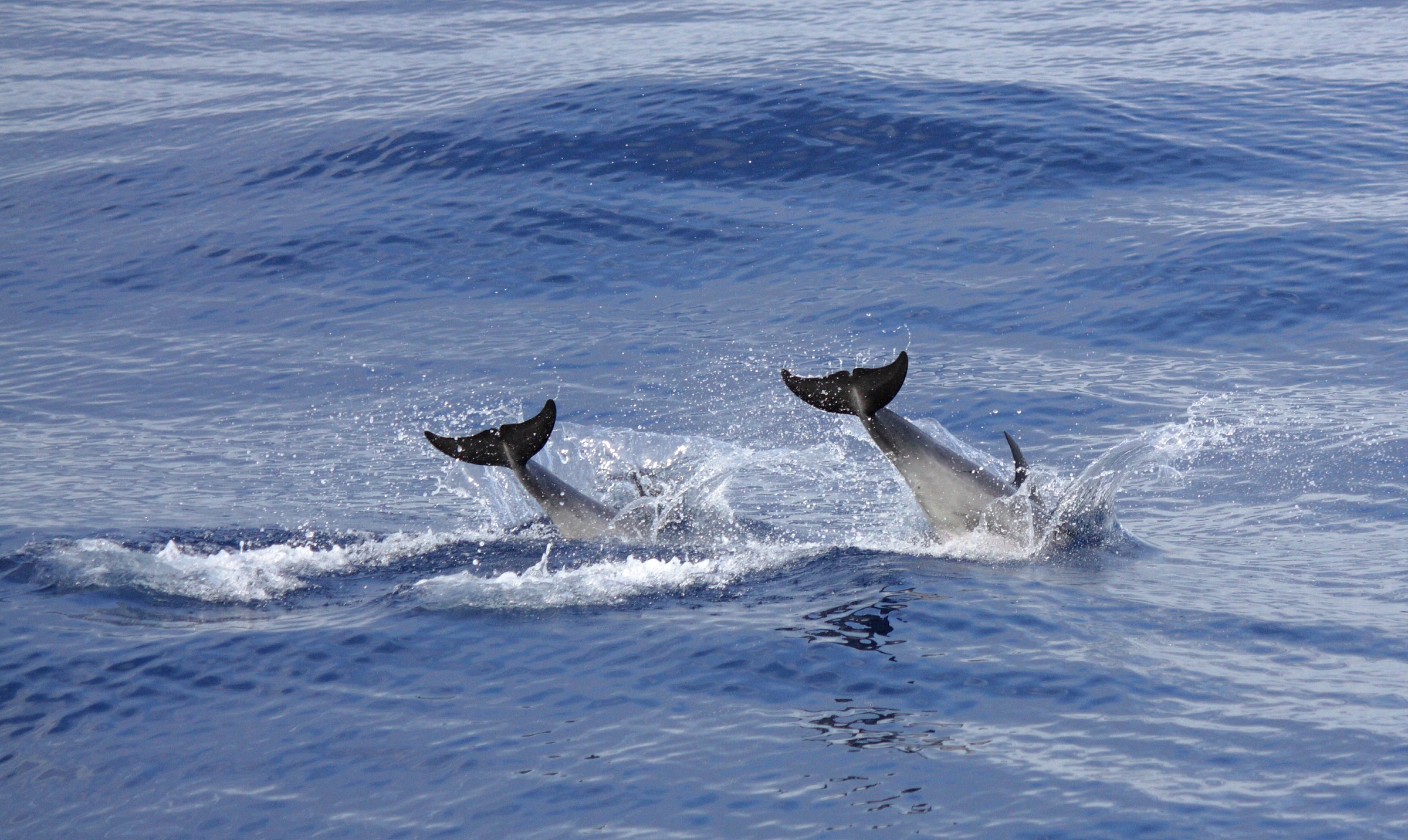 Olympics athletes of prox .... synchronized swimming ...