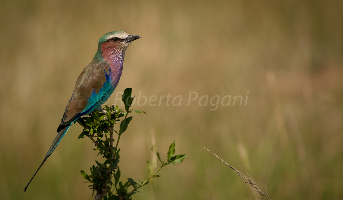 Lilac Breasted Roller