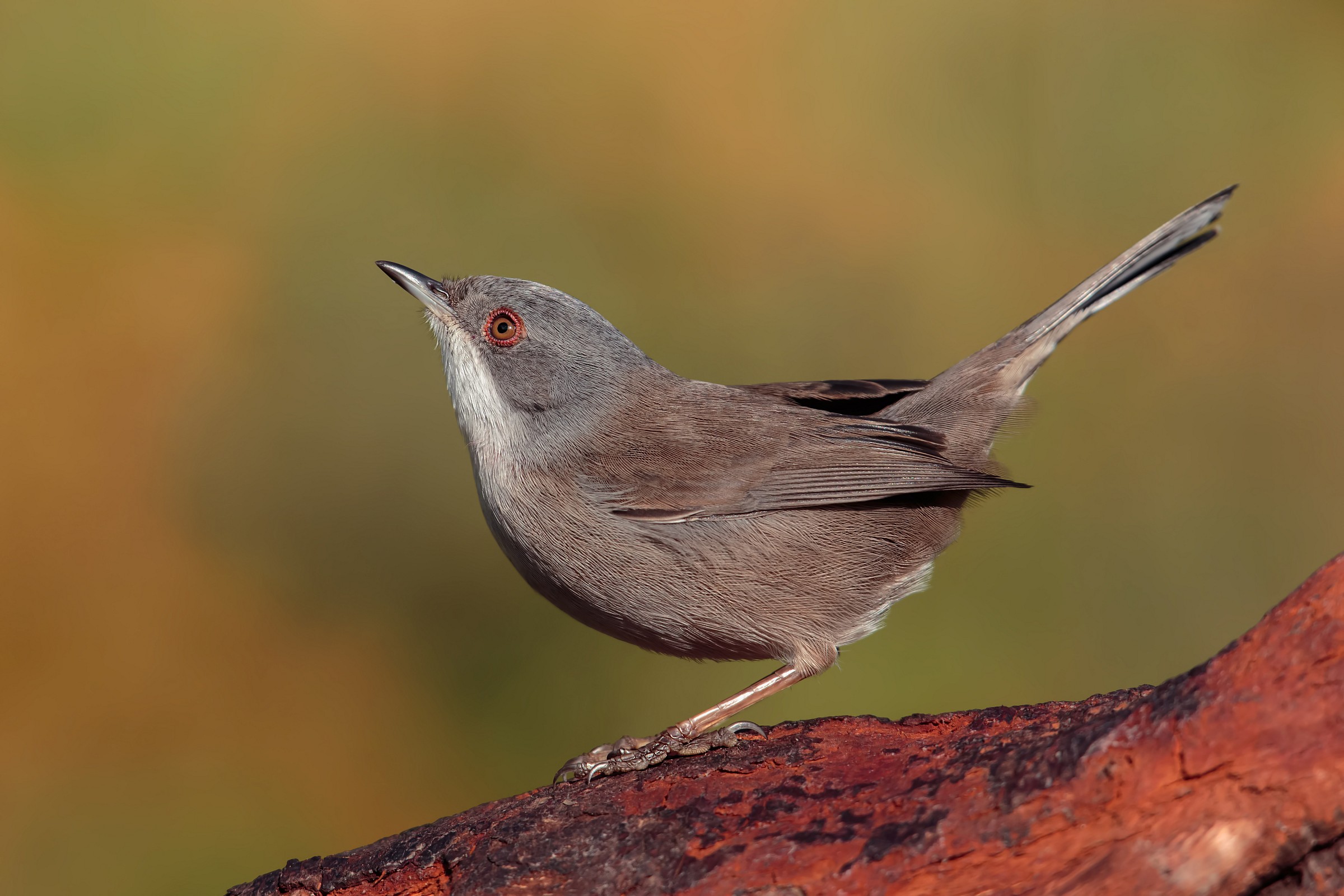 ... For a person skeptical ... !! :-)