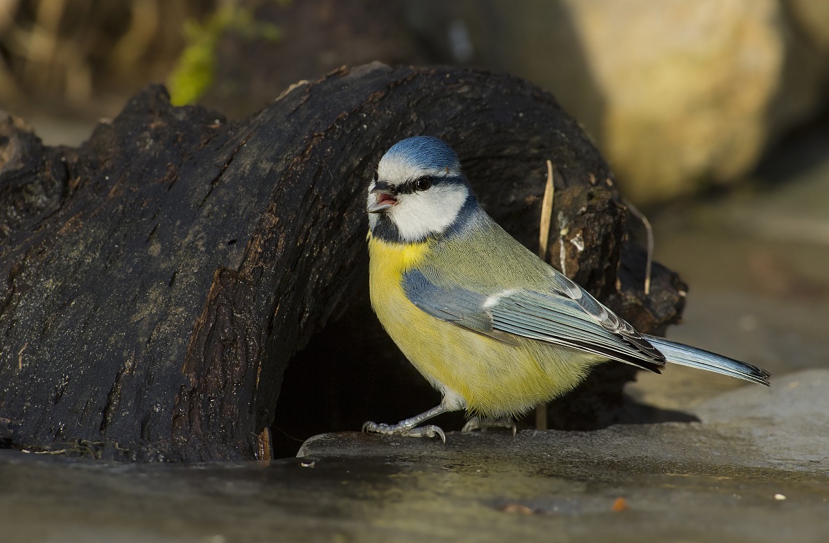 solita cinciarella ambientata