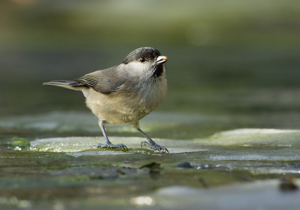 marsh tit pond Wonderland