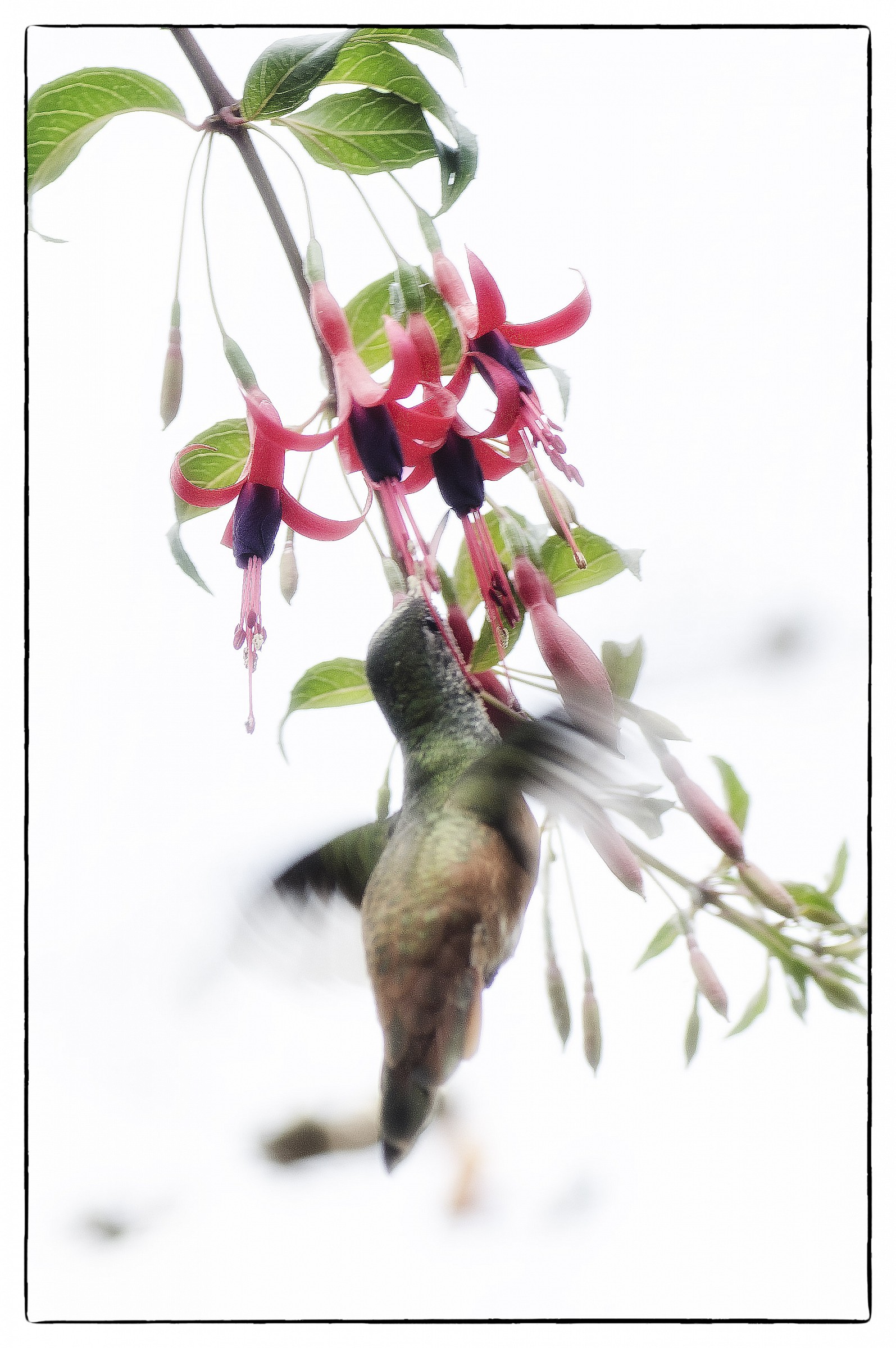 Colibri 'S.Alessio 2