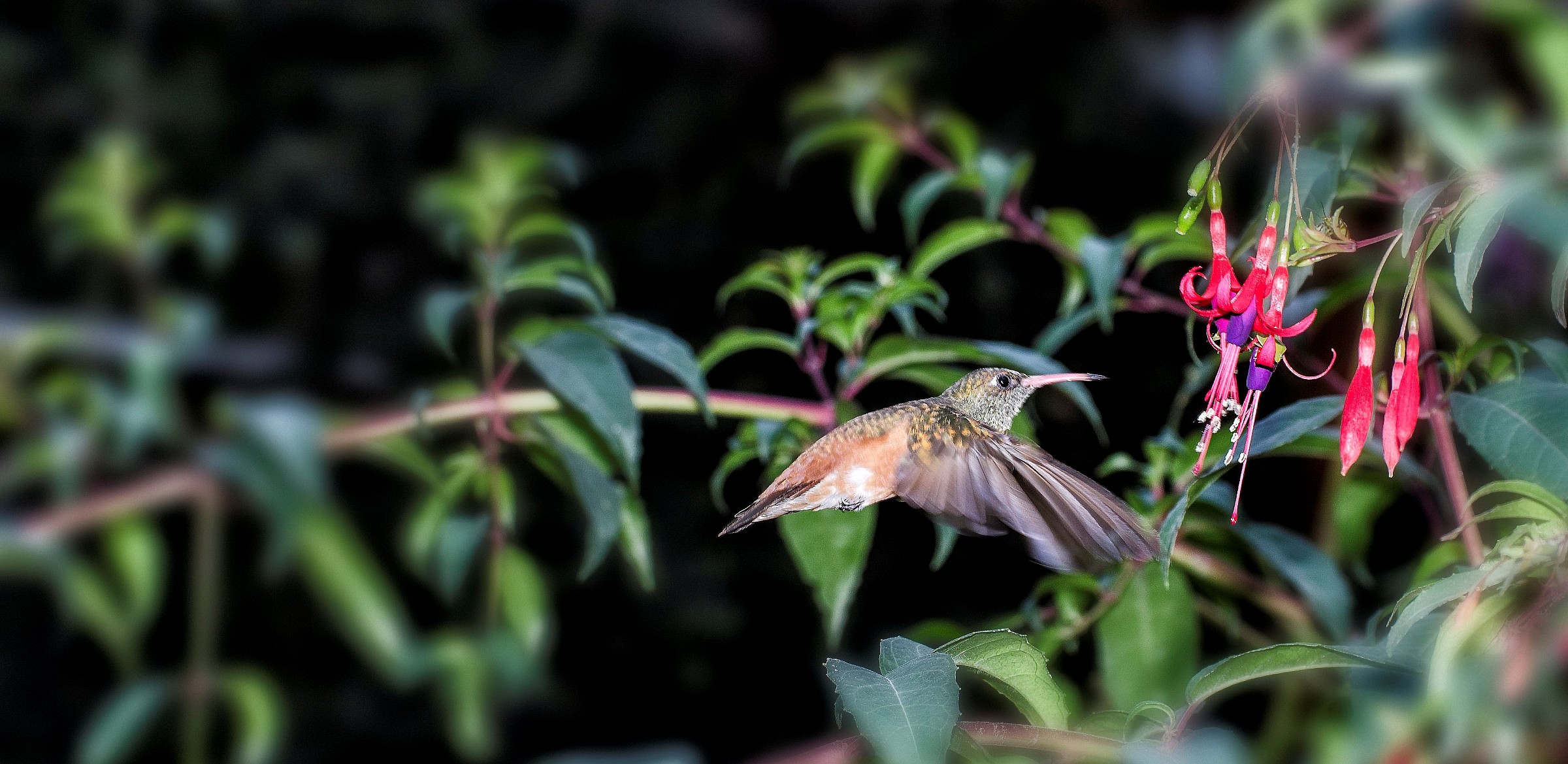 Colibri 'S.Alessio 3