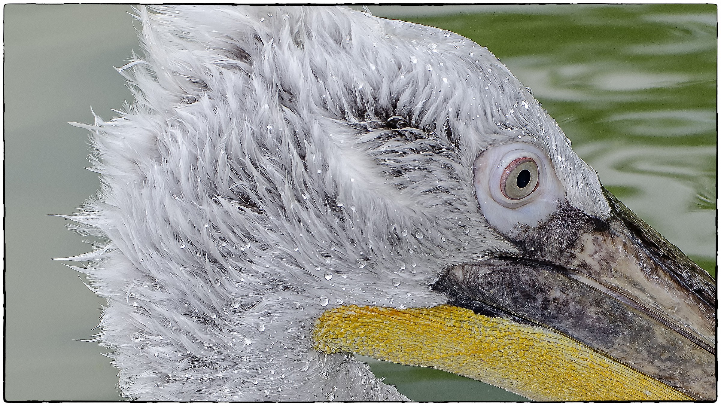 Dalmatian Pelican S.Alessio