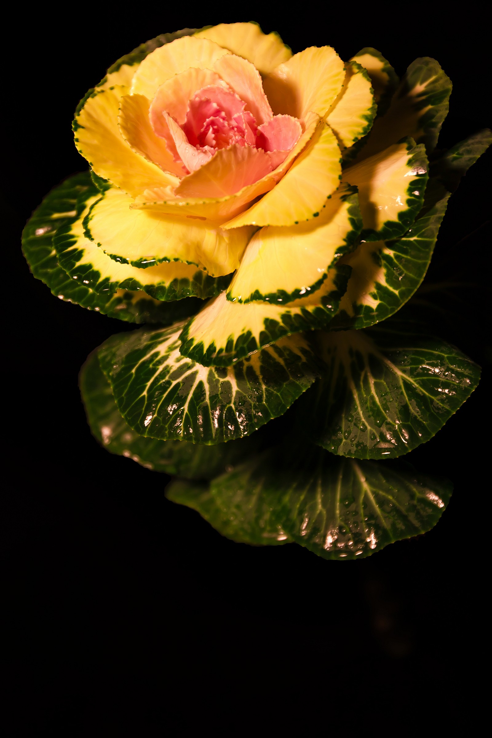 The Flower of cabbage