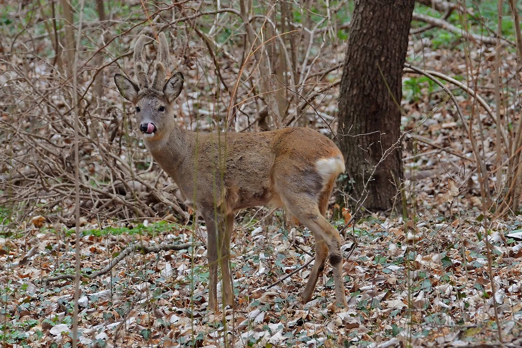 Capriolo nel bosco