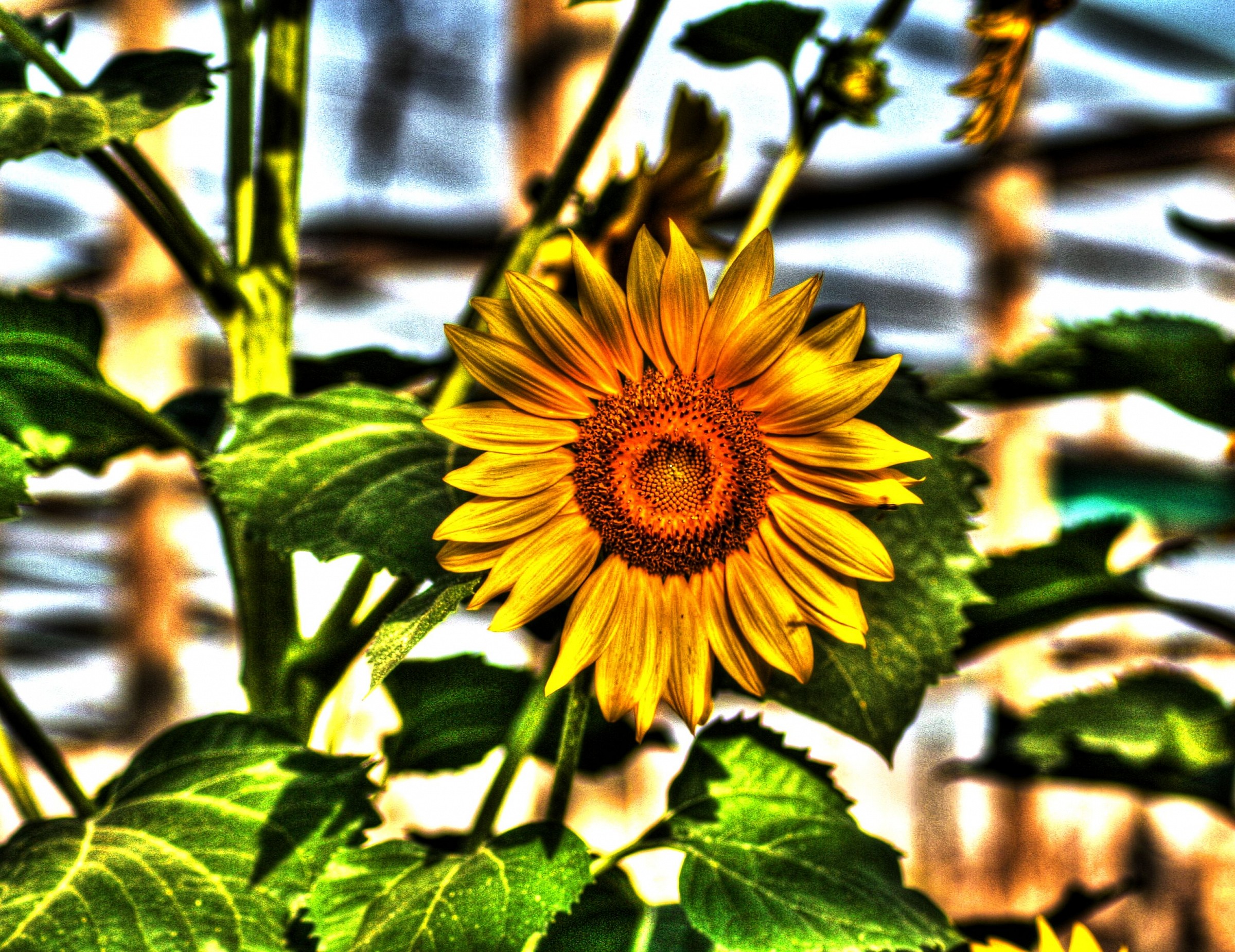 sunflower