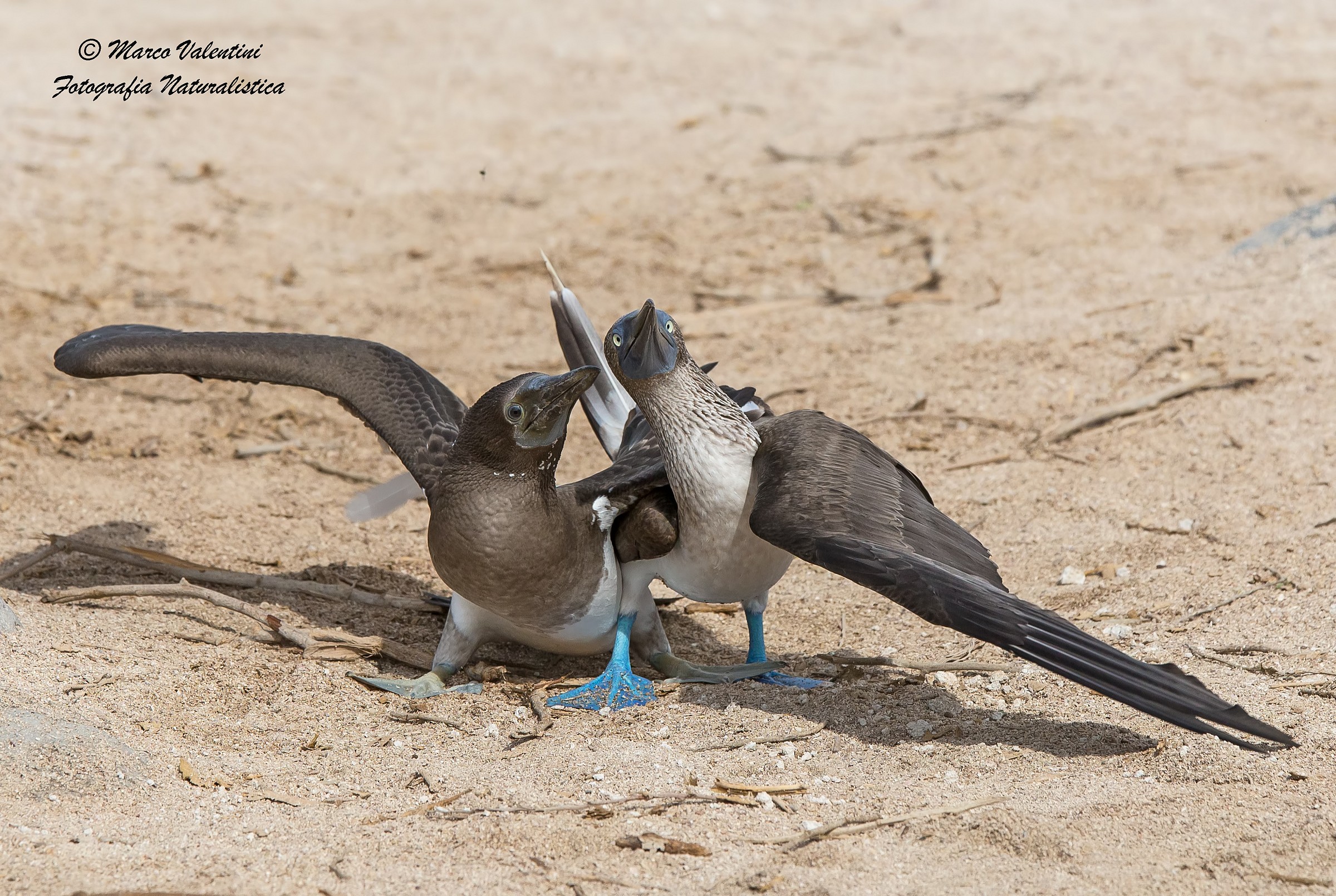 Looking at the future